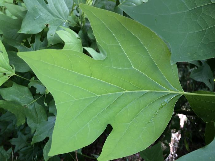 Tulip poplar leaf