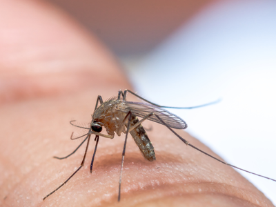 Mosquitos, Mosquito Control, Mosquitos and Water,