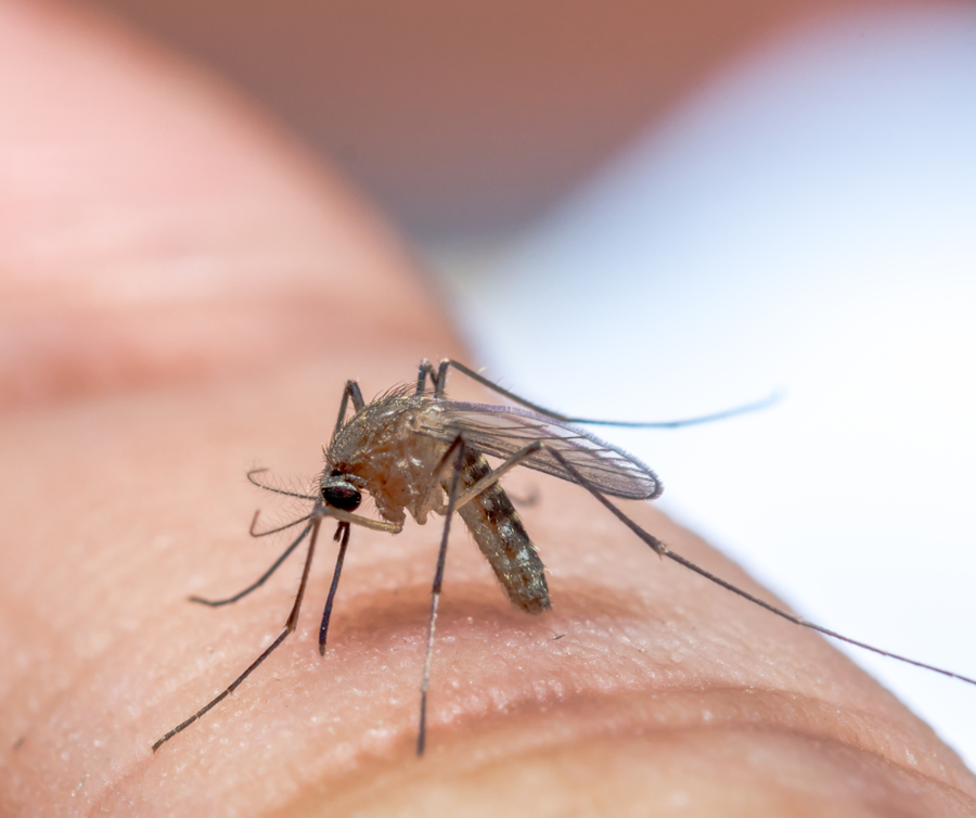 Mosquitos, Mosquito Control, Mosquitos and Water, 