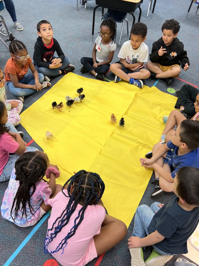 Children sitting in a circle watching several chicks walk on a yellow mat