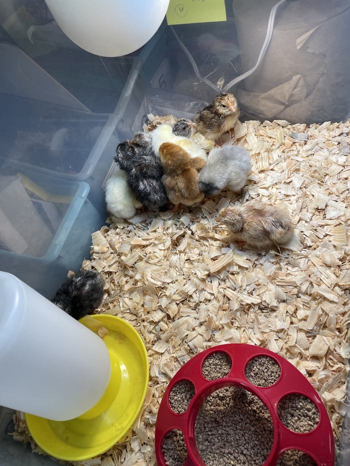 Group of newly hatched chicks huddled in a brooder with feeder and waterer