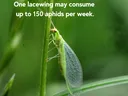 Lacewing