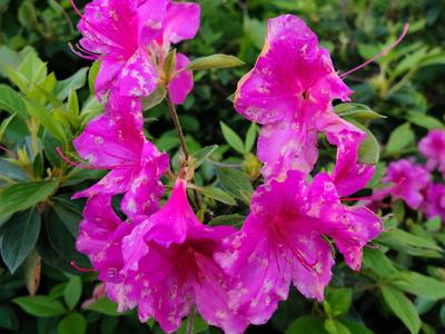 Ovuilinia Petal Blight