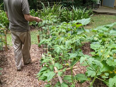 Succession vegetable garden
