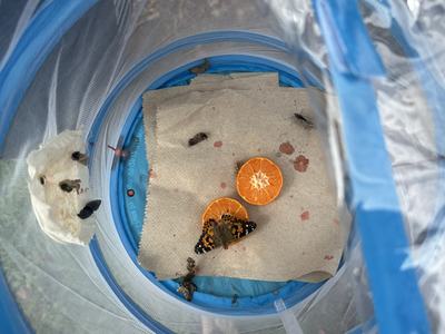 Painted lady butterfly on orange slice inside blue mesh enclosure with chrysalises