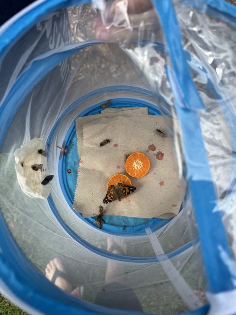 Painted lady butterfly on orange slice inside blue mesh enclosure with chrysalises