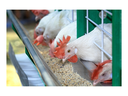 poultry farm