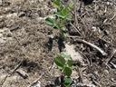 Young soybean seedlings sprouting in dry, cracked soil with plant debris