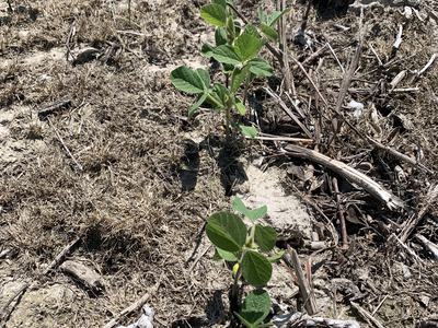 Young soybean seedlings sprouting in dry, cracked soil with plant debris