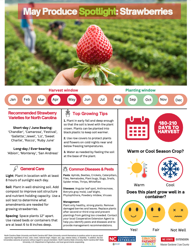 Produce Spotlight- Strawberries- May 2023