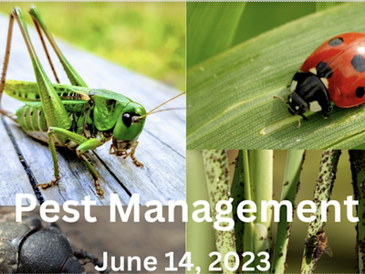 pest management