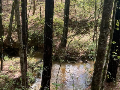 Stream flowing through a wooded area with tall trees and undergrowth