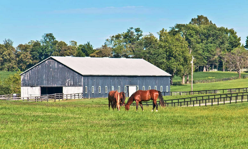 Horses in a pasture.