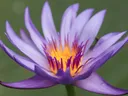 Purple water lily with yellow-orange center and open petals against a green background