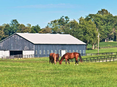 Horses in a pasture.