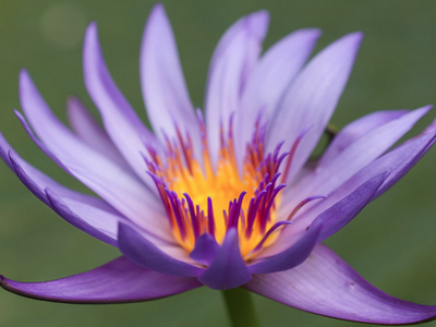 Purple water lily with yellow-orange center and open petals against a green background