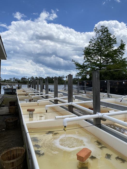 Tanks with fresh softshell crab.