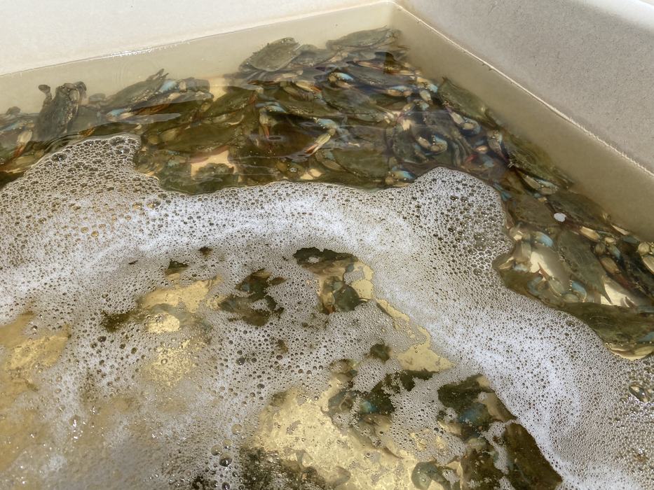 Softshell crab in the corner of a tank.