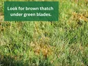 Thatch under green blades.