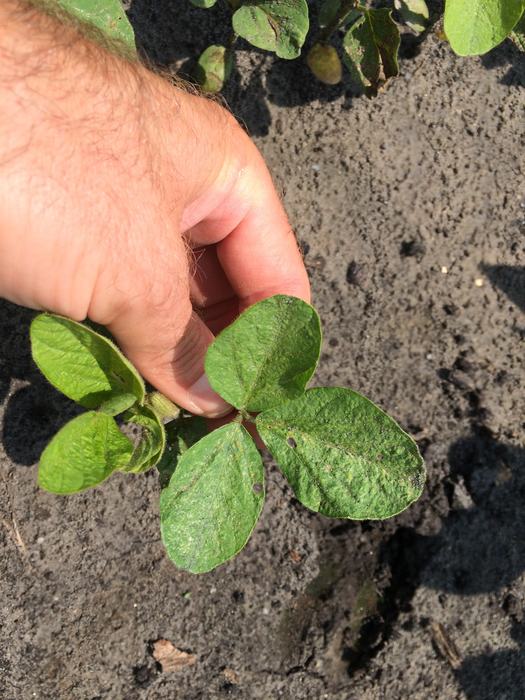 Holding trifoliate