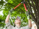 Trimming hanging tree limb