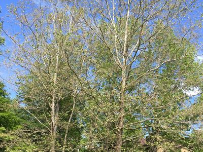 Anthracnose sycamore