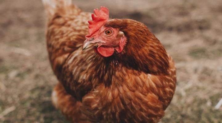Chicken