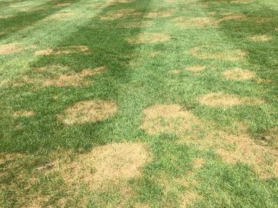 brown patch in tall fescue