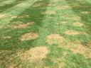 brown patch in tall fescue
