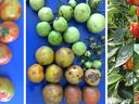 Symptoms of ToBRFV on tomato fruit