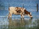 Brown-and-white cow standing in shallow floodwater, grazing on submerged grass