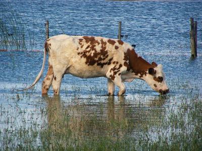 Brown-and-white cow standing in shallow floodwater, grazing on submerged grass