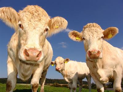 Curious cows