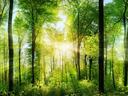 Sunlight streaming through tall green trees in a dense forest