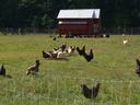 poultry grazing