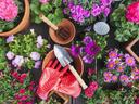 Gardening tools and red polka-dot gloves among potted pink and purple flowers
