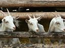 Three white goats peering through horizontal wooden fence rails