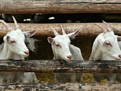 Three white goats peering through horizontal wooden fence rails