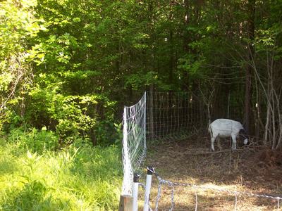 goat browsing on trees