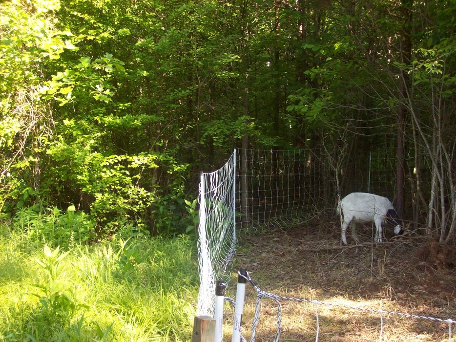 goat browsing on trees