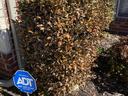 Holly damaged by freeze