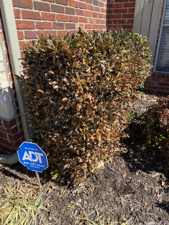 Holly damaged by freeze