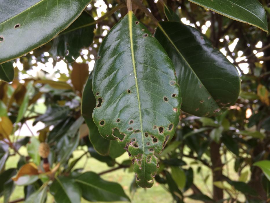magnolia weevil