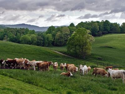 cows standing in field