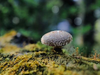 Shiitake Mushroom on a log in nature