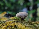 Shiitake Mushroom on a log in nature