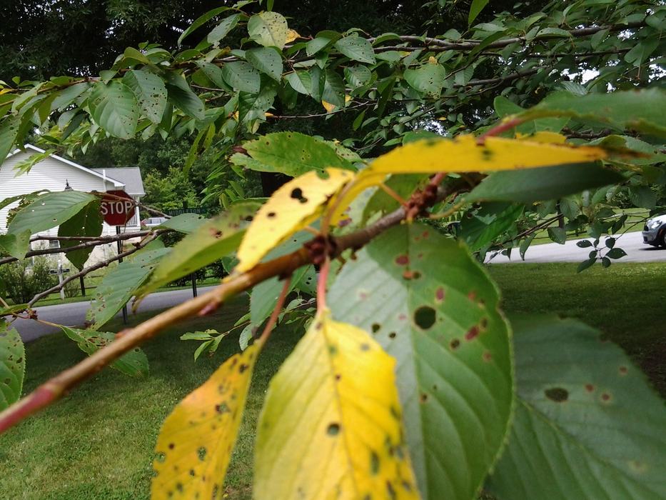 shothole fungus cherry