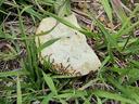 This chip shows the ants are active and foraging. An effective bait application can be made.