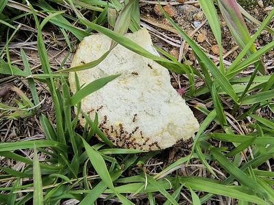 This chip shows the ants are active and foraging. An effective bait application can be made.