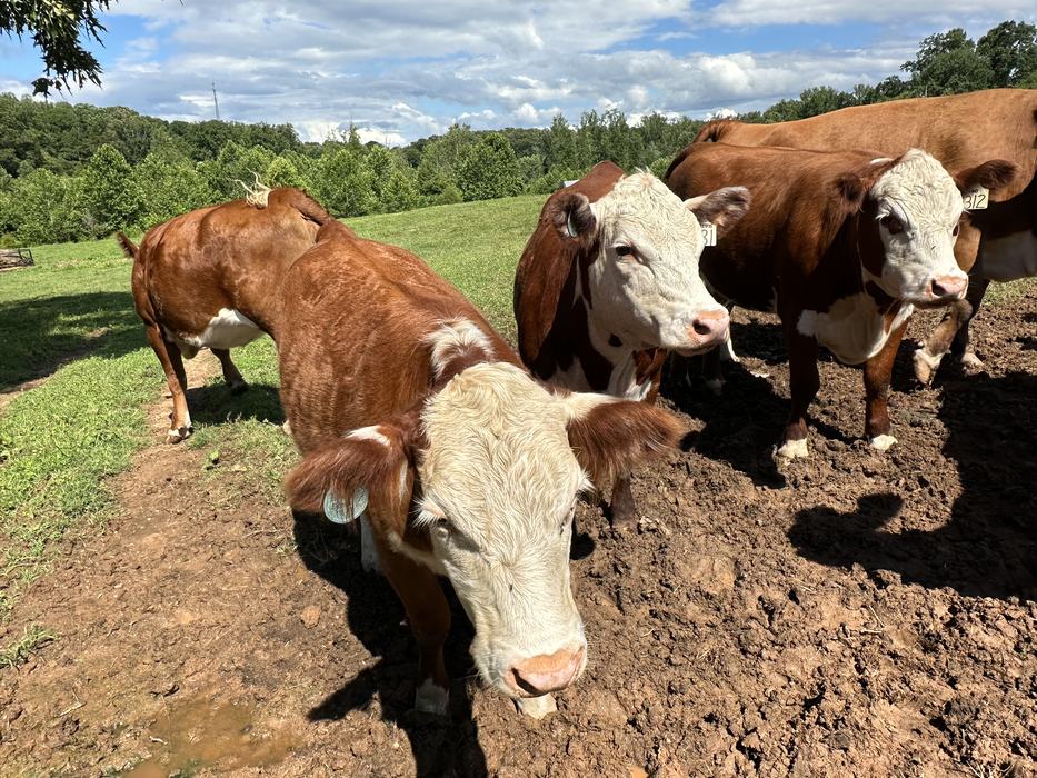 Hereford cattle are known for their gentleness